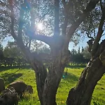 Olivos De Mirobriga